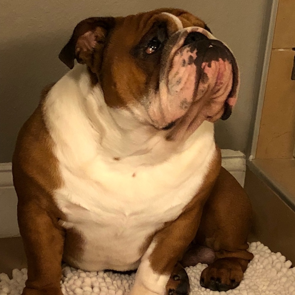 Meet your Posher, Kelsey, English Bulldog mom